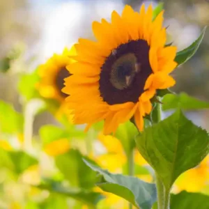 Campos de girasoles en Guatemala ideales para los amantes de la naturaleza