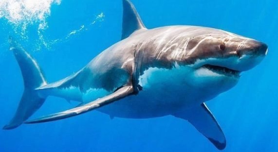 TIBURONES DE AGUA DULCE